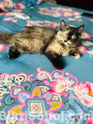Persian cat